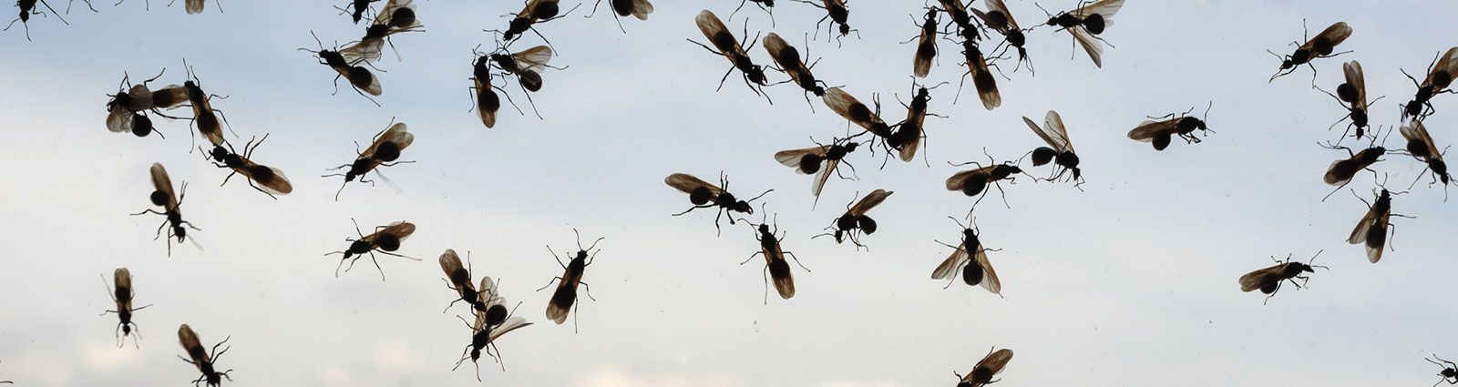 Insects That Fly During the Night | Hometown Blog