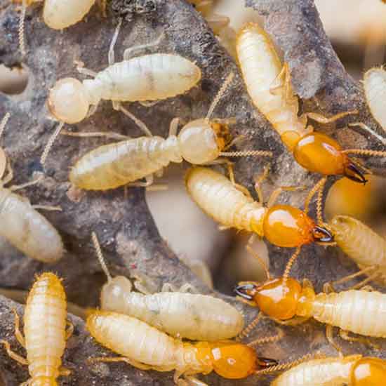 Termite Control