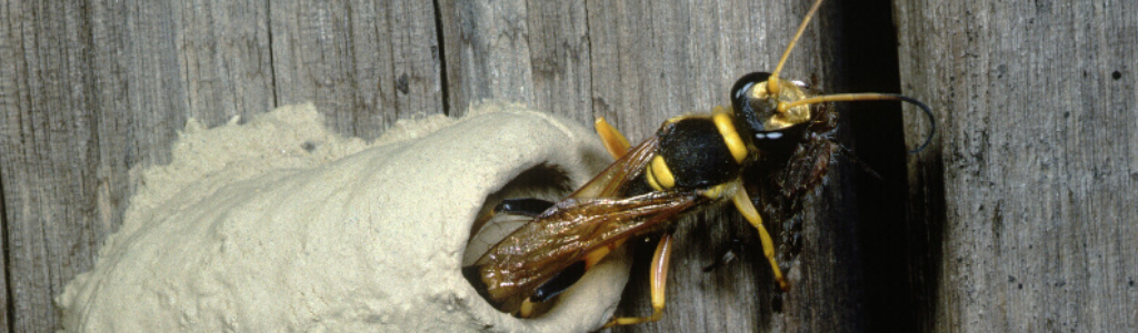 Stimmers Insect Don’t Get Stung by Summer Stingers | Hometown Blog