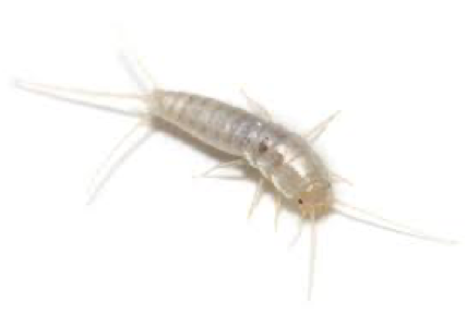 What Are Silverfish and Where Can They Be Found in South Florida?