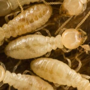Subterranean Termites close up with transparent bodies - keep termites away from your walls with Hometown Pest Control in Southern Florida