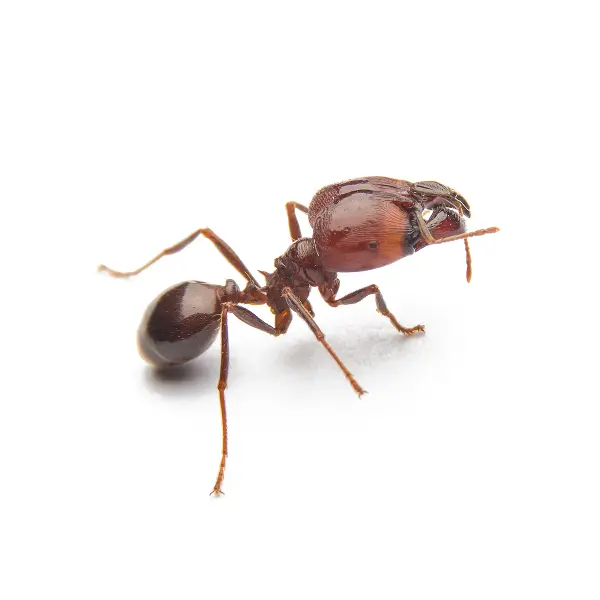 Lawn Pests